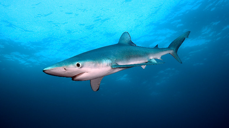 Blue shark, South Africa. Photo: ESA/P. de Maagt